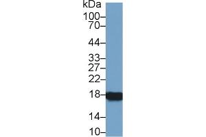 Detection of CYPA in Rat Ovary lysate using Polyclonal Antibody to Cyclophilin A (CYPA)