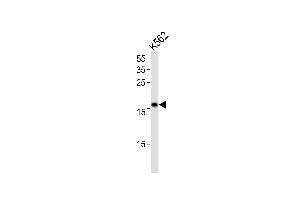 POLE3 Antibody (N-term) (ABIN391484 and ABIN2841453) western blot analysis in K562 cell line lysates (35 μg/lane).