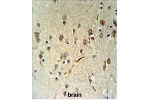 LIMD2 Antibody (N-term) (ABIN651242 and ABIN2840151) IHC analysis in formalin fixed and paraffin embedded human brain tissue followed by peroxidase conjugation of the secondary antibody and DAB staining. (LIMD2 anticorps  (N-Term))
