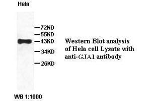 Image no. 2 for anti-Gap Junction Protein, alpha 1, 43kDa (GJA1) antibody (ABIN791219) (Connexin 43/GJA1 anticorps)