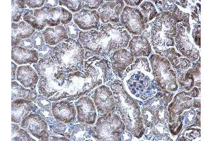 IHC-P Image WBSCR22 antibody detects WBSCR22 protein at cytoplasm on mouse kidney by immunohistochemical analysis.