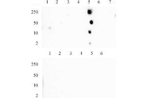 Histone H4 monomethyl Lys20 mAb (Clone 5E10-D8) tested by dot blot analysis. (Histone H4 anticorps  (meLys20))