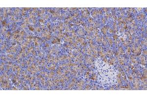 Detection of AMY1A in Human Pancreas Tissue using Polyclonal Antibody to Salivary Alpha Amylase (AMY1A) (Salivary Amylase alpha (AA 15-511) anticorps)
