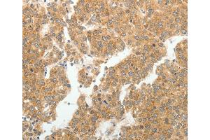 Immunohistochemistry (IHC) image for anti-Gem (Nuclear Organelle) Associated Protein 2 (GEMIN2) antibody (ABIN2431832) (SIP1 anticorps)