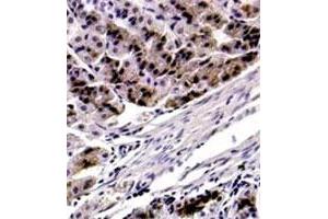 IHC : FOXP4 polyclonal antibody  (5 ug/mL) staining of formalin-fixed parrafin embedded mouse stomach. (FOXP4 anticorps  (C-Term))