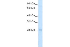 Western Blotting (WB) image for anti-Cysteine and Glycine-Rich Protein 3 (CSRP3) antibody (ABIN2460884) (CSRP3 anticorps)