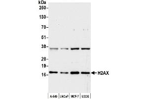 Western Blotting (WB) image for anti-H2A Histone Family, Member X (H2AFX) (C-Term) antibody (ABIN7449409) (H2AFX anticorps  (C-Term))