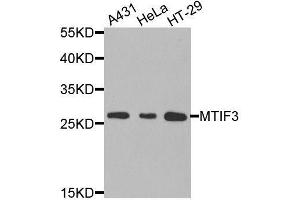 Western blot analysis of extracts of various cell lines, using MTIF3 antibody. (MTIF3 anticorps  (AA 1-278))