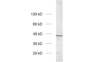 dilution: 1 : 1000, sample: synaptic vesicle fraction of rat brain (LP2) (Slc30a3 anticorps  (AA 2-75))