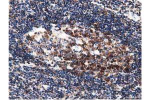 Immunohistochemistry (IHC) image for anti-DnaJ (Hsp40) Homolog, Subfamily A, Member 2 (DNAJA2) antibody (ABIN1497861) (DNAJA2 anticorps)