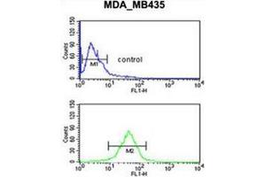 Flow cytometric analysis of MDA-MB435 cells (bottom histogram) compared to a negative control cell (top histogram) using GPR17 Antibody . (GPR17 anticorps  (Middle Region))