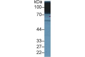 Detection of SLC3A2 in Human Hela cell lysate using Polyclonal Antibody to Solute Carrier Family 3, Member 2 (SLC3A2) (SLC3A2 anticorps  (AA 213-349))