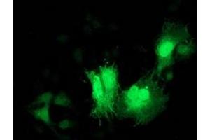 Immunofluorescence (IF) image for anti-Cyclin-Dependent Kinase 2 (CDK2) antibody (ABIN1497395) (CDK2 anticorps)