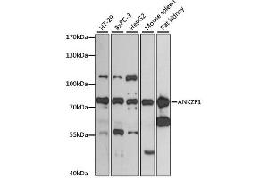 Western blot analysis of extracts of various cell lines, using ANKZF1 antibody (ABIN6290010) at 1:3000 dilution. (ANKZF1 anticorps)
