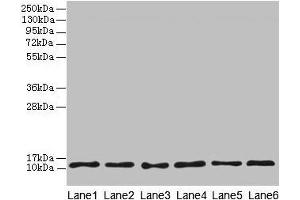 Western blot All lanes: TCTA antibody at 1. (TCTA anticorps  (AA 62-103))