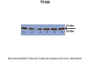 Lanes:   Lane 1 and 2: HepG2 cell lysate Lane 3 and 4: Hep3B cell lysate Lane 5 and 6: K562 cell lysate  Primary Antibody Dilution:   1:1000  Secondary Antibody:     Secondary Antibody Dilution:   1:1000  Gene Name:   TFAM  Submitted by:   Anonymous