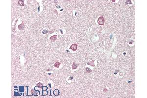 ABIN1590128 (5µg/ml) staining of paraffin embedded Human Cortex.