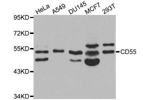 Western blot analysis of extracts of various cell lines, using CD55 antibody. (CD55 anticorps  (AA 40-300))