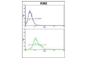CFLAR Antibody (Center) flow cytometric analysis of k562 cells (bottom histogram) compared to a negative control cell (top histogram).