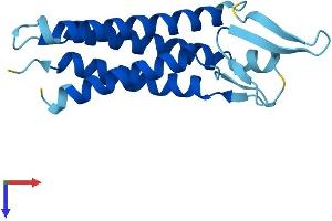 AlphaFold protein structure predicition of Mouse Recombinant Emp3 Protein, UniprotID O35912