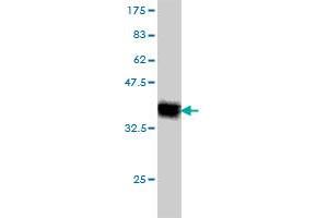 Western Blot detection against Immunogen (37.