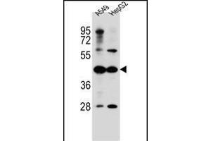 C10orf129 Antibody (C-term) (ABIN656532 and ABIN2845798) western blot analysis in A549,HepG2 cell line lysates (35 μg/lane). (C10ORF129 anticorps  (C-Term))