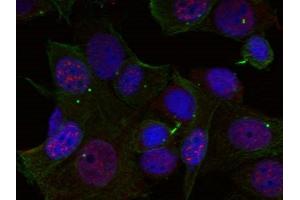 Immunofluorescence staining of methanol-fixed Hela cells using Rel(Phospho-Ser503) Antibody. (c-Rel anticorps  (pSer503))