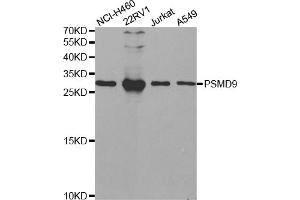Western blot analysis of extracts of various cell lines, using PSMD9 antibody (ABIN5973093) at 1/1000 dilution. (PSMD9 anticorps)