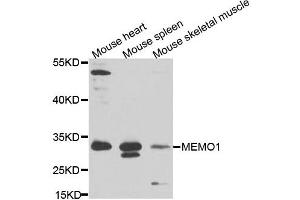Western blot analysis of extracts of various cell lines, using MEMO1 antibody.