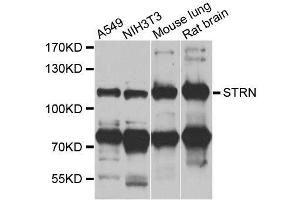 Western blot analysis of extracts of various cell lines, using STRN antibody. (Striatin anticorps  (AA 581-780))