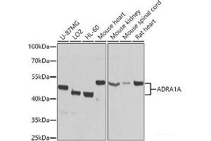 Western blot analysis of extracts of various cell lines using ADRA1A Polyclonal Antibody at dilution of 1:1000. (alpha 1 Adrenergic Receptor anticorps)
