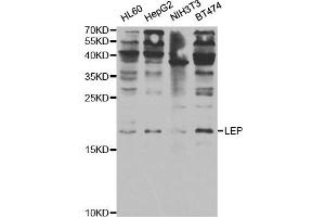 Western Blotting (WB) image for anti-Leptin (LEP) antibody (ABIN1876874) (Leptin anticorps)