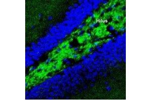 Expression of Synaptotagmin-I in mouse hippocampus - Immunohistochemical staining of perfusion-fixed frozen mouse brain sections using Anti-Synaptotagmin-1 (SYT1) Antibody (ABIN7043793, ABIN7044648 and ABIN7044649), (1:400), followed by anti-rabbit-Alexa-488 antibody.