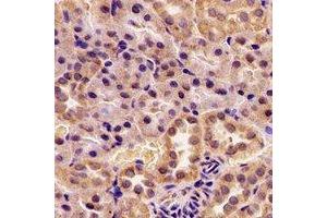Immunohistochemical analysis of AUH staining in rat kidney formalin fixed paraffin embedded tissue section. (AUH anticorps)