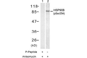 Image no. 1 for anti-Heat Shock Protein 90kDa alpha (Cytosolic), Class B Member 1 (HSP90AB1) (pSer254) antibody (ABIN196934) (HSP90AB1 anticorps  (pSer254))