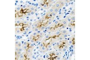 Immunohistochemical analysis of PAR6A staining in rat kidney formalin fixed paraffin embedded tissue section. (PARD6A anticorps)