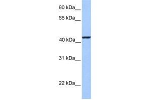 WB Suggested Anti-KLC3 Antibody Titration: 0. (KLC3 anticorps  (Middle Region))