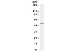 Western blot testing of U937 cell lysate with TRAF1 antibody at 0. (TRAF1 anticorps)