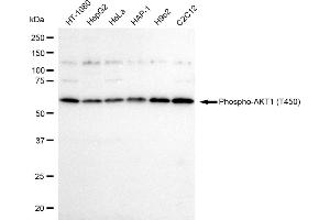 Western blotting analysis using Phospho-AKT1 (T450) antibody (ABIN7800786).