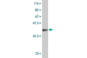Western Blot detection against Immunogen (37.