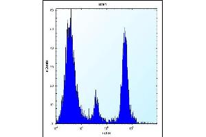 POMT1 Antibody (C-term) (ABIN656314 and ABIN2845617) flow cytometric analysis of  cells (right histogram) compared to a negative control cell (left histogram). (POMT1 anticorps  (C-Term))
