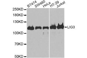Western blot analysis of extracts of various cell lines, using LIG3 antibody. (LIG3 anticorps)