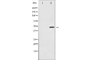 Western blot analysis of IKK- gamma phosphorylation expression in TNF-a treated 293 whole cell lysates,The lane on the left is treated with the antigen-specific peptide. (IKBKG anticorps  (pSer31))
