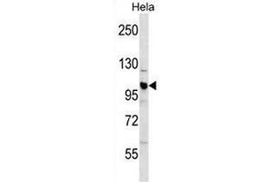 CUL1 Antibody (C-term) western blot analysis in Hela cell line lysates (35µg/lane). (Cullin 1 anticorps  (C-Term))