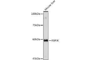 Western blot analysis of extracts of Mouse liver, using RBPJKK Rabbit pAb (ABIN6131815, ABIN6146805, ABIN6146806 and ABIN6221327) at 1:500 dilution.