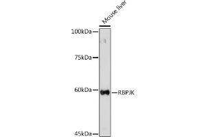 Western blot analysis of extracts of Mouse liver, using RBPJKK Rabbit pAb (ABIN6131815, ABIN6146805, ABIN6146806 and ABIN6221327) at 1:500 dilution. (RBPJ anticorps  (AA 1-260))