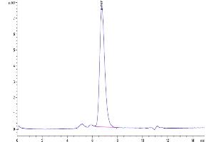 The purity of Biotinylated Human EGFR/HER1 is greater than 95 % as determined by SEC-HPLC.