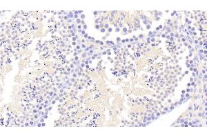 Detection of TPSb2 in Mouse Testis Tissue using Polyclonal Antibody to Tryptase Beta 2 (TPSb2)