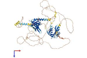 AlphaFold protein structure predicition of Mouse Recombinant Apbb2 Protein, UniprotID Q9DBR4