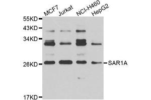 Western blot analysis of extracts of various cell lines, using SAR1A antibody. (SAR1A anticorps)